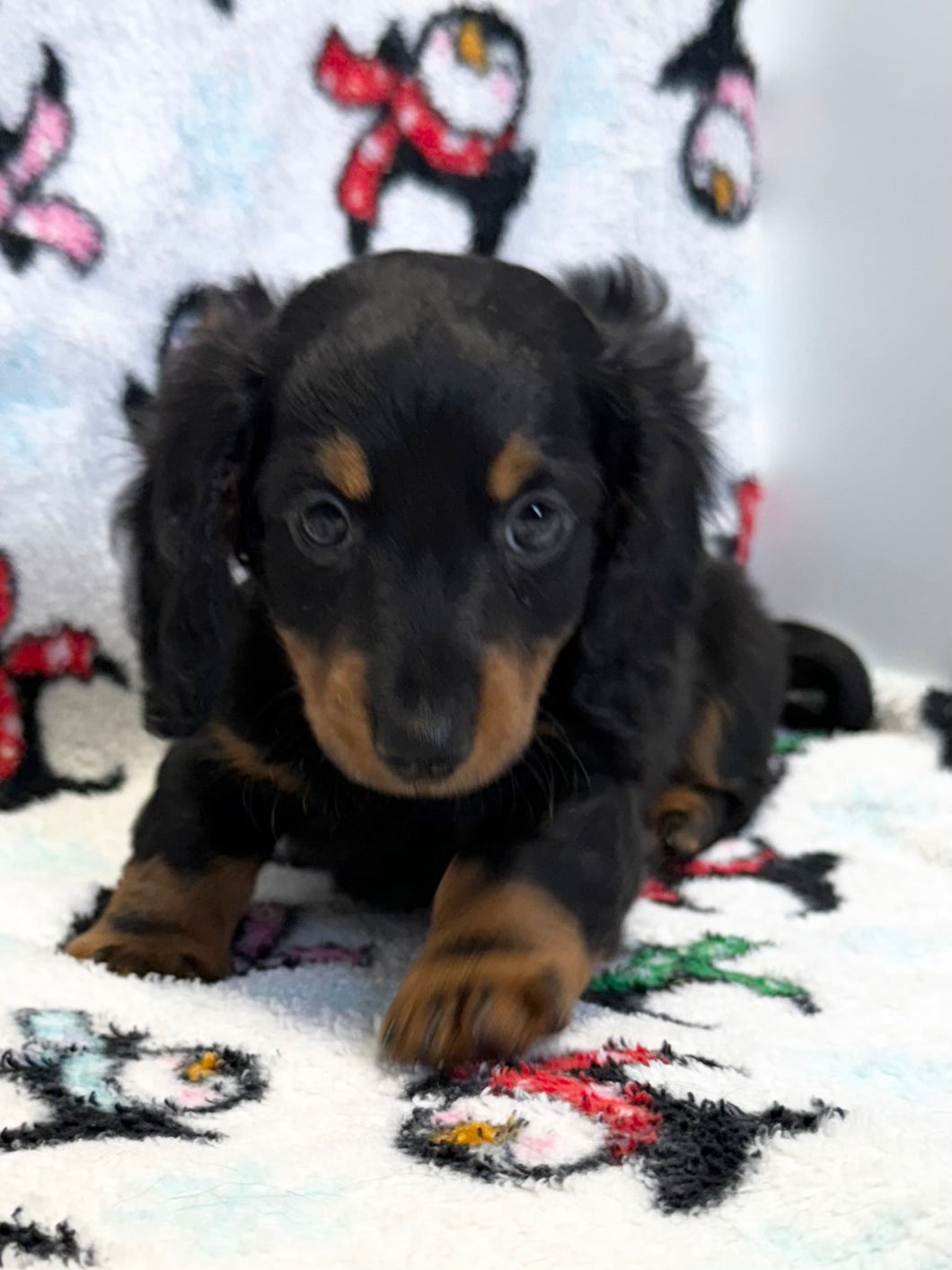 Jack 💕 Fluffy Mini Dachshund 🥂 Male