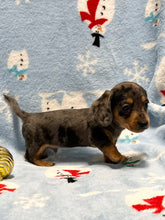 Load image into Gallery viewer, Nicholas 💕 Mini Dachshund 🥂 Male 🎄
