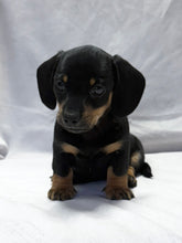 Load image into Gallery viewer, Breezy 💕 Mini Dachshund ☀️Female
