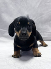 Load image into Gallery viewer, Breezy 💕 Mini Dachshund ☀️Female
