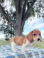 Load image into Gallery viewer, Daisy 💕 Mini Dachshund ☀️Female
