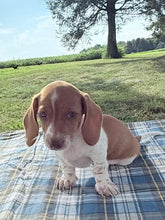 Load image into Gallery viewer, Isabelle 💕 Mini Dachshund ☀️Female
