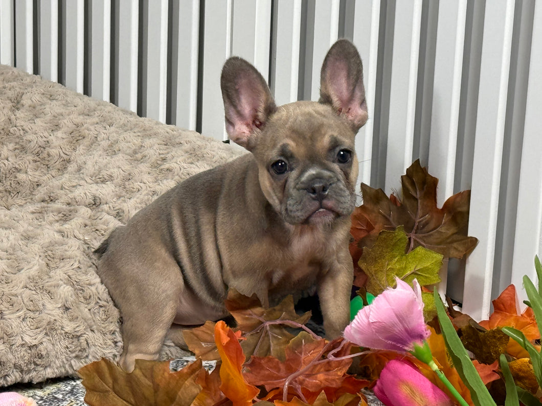 Peaches 🍑 AKC French Bulldog 💕 Female