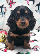 Load image into Gallery viewer, Winston 💕 Mini Dachshund ☀️Male
