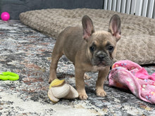 Load image into Gallery viewer, Peaches 🍑 AKC French Bulldog 💕 Female
