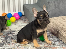 Load image into Gallery viewer, Harley ♥️ AKC French Bulldog 🥂 Male
