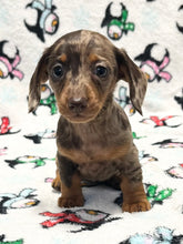 Load image into Gallery viewer, Merry 🎄 Mini Dachshund 💕 Female 🎄
