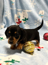 Load image into Gallery viewer, Cole 💕 Mini Dachshund 🥂 Male 🎄
