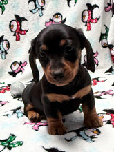 Load image into Gallery viewer, Waylon 💕 Mini Dachshund ☀️Male
