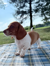 Load image into Gallery viewer, Isabelle 💕 Mini Dachshund ☀️Female
