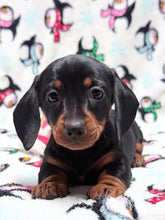 Load image into Gallery viewer, Joy 💕 Mini Dachshund ☀️Female
