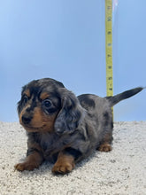 Load image into Gallery viewer, Wynona 🌻 mini Dachshund 💕 long haired 🥂 Female
