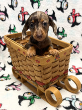 Load image into Gallery viewer, Merry 🎄 Mini Dachshund 💕 Female 🎄
