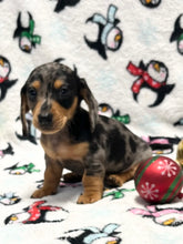 Load image into Gallery viewer, Dasher 💕 Mini Dachshund 🥂 Male 🎄
