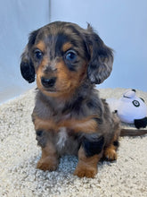 Load image into Gallery viewer, Dallas☀️ Mini Dachshund 🥂Long haired💕 Male ☀️
