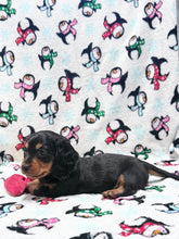 Load image into Gallery viewer, Winston 💕 Mini Dachshund ☀️Male

