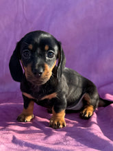 Load image into Gallery viewer, Breezy 💕 Mini Dachshund ☀️Female
