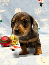 Load image into Gallery viewer, Nicholas 💕 Mini Dachshund 🥂 Male 🎄
