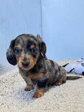 Load image into Gallery viewer, Dallas☀️ Mini Dachshund 🥂Long haired💕 Male ☀️
