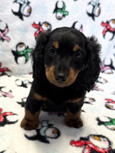 Load image into Gallery viewer, Jack 💕 Fluffy Mini Dachshund 🥂 Male
