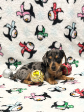 Load image into Gallery viewer, Dasher 💕 Mini Dachshund 🥂 Male 🎄
