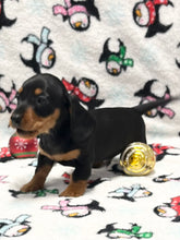 Load image into Gallery viewer, Scout 💕 Mini Dachshund 🥂 Male
