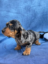 Load image into Gallery viewer, Bruno 💕 Mini Dachshund ☀️Male

