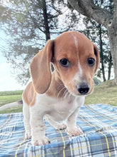 Load image into Gallery viewer, Daisy 💕 Mini Dachshund ☀️Female
