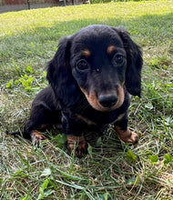 Load image into Gallery viewer, Luna 💕 Mini Dachshund 💕 longhaired female
