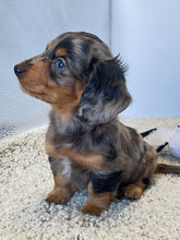 Load image into Gallery viewer, Dallas☀️ Mini Dachshund 🥂Long haired💕 Male ☀️
