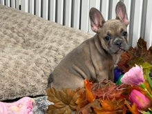 Load image into Gallery viewer, Peaches 🍑 AKC French Bulldog 💕 Female
