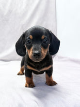Load image into Gallery viewer, Maverick 💕 Mini Dachshund ☀️Male
