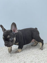 Load image into Gallery viewer, Hank 💕French Bulldog 💕Male
