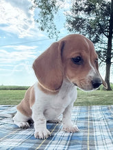 Load image into Gallery viewer, Daisy 💕 Mini Dachshund ☀️Female
