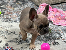 Load image into Gallery viewer, Peaches 🍑 AKC French Bulldog 💕 Female
