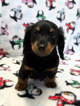 Load image into Gallery viewer, Jack 💕 Fluffy Mini Dachshund 🥂 Male
