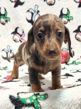 Load image into Gallery viewer, Merry 🎄 Mini Dachshund 💕 Female 🎄
