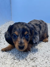 Load image into Gallery viewer, Dallas☀️ Mini Dachshund 🥂Long haired💕 Male ☀️
