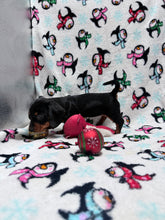 Load image into Gallery viewer, Joy 💕 Mini Dachshund ☀️Female
