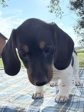Load image into Gallery viewer, Roscoe 💕 Mini Dachshund ☀️Male
