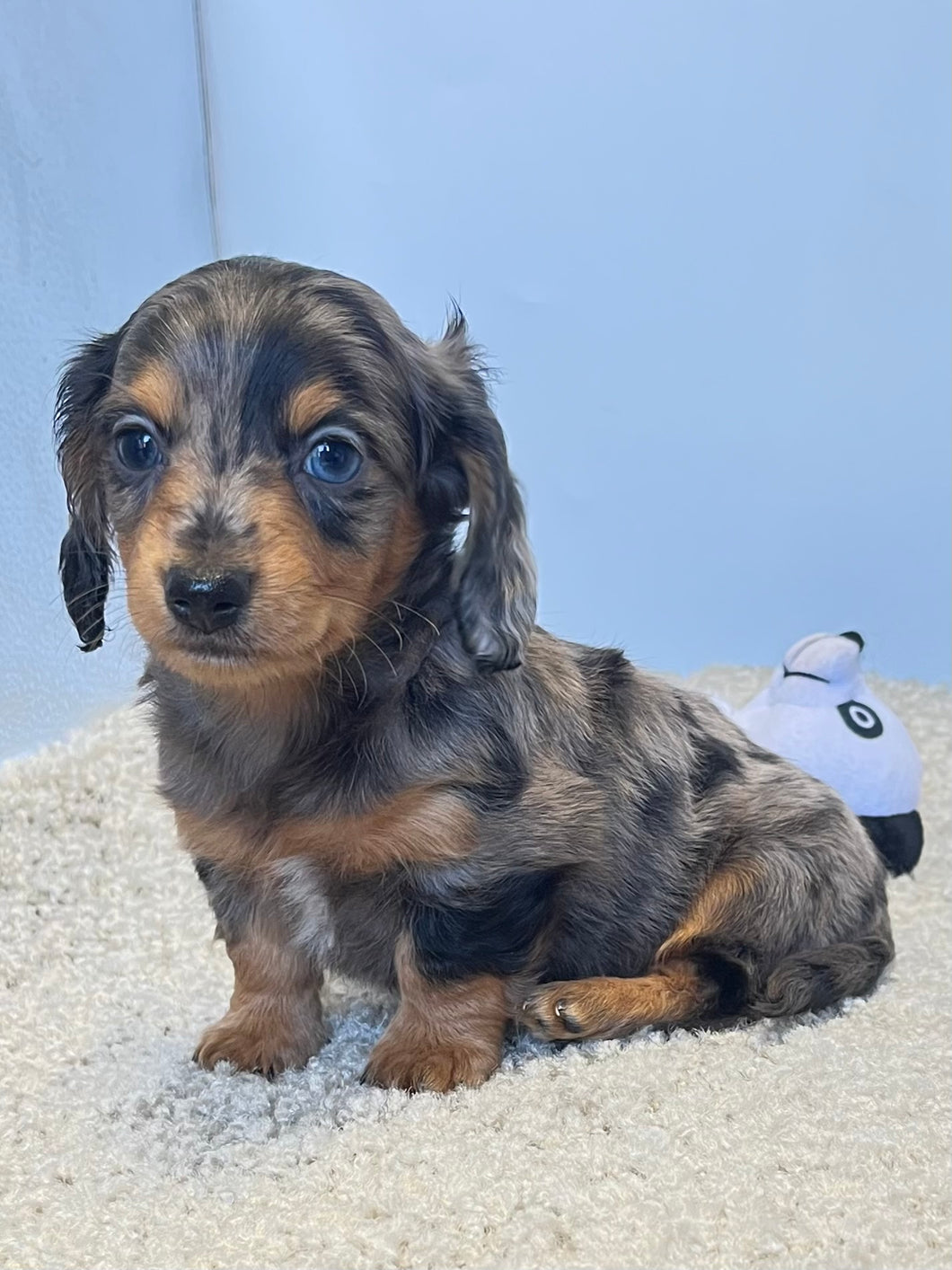 Dallas☀️ Mini Dachshund 🥂Long haired💕 Male ☀️