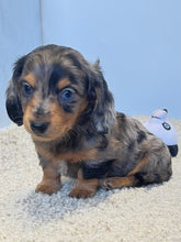 Load image into Gallery viewer, Dallas☀️ Mini Dachshund 🥂Long haired💕 Male ☀️
