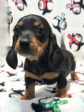 Load image into Gallery viewer, Linus 💕 Mini Dachshund 🥂 Male
