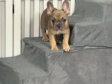 Load image into Gallery viewer, Peaches 🍑 AKC French Bulldog 💕 Female
