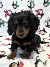 Load image into Gallery viewer, Love💕 Fluffy Mini Dachshund ☀️Female
