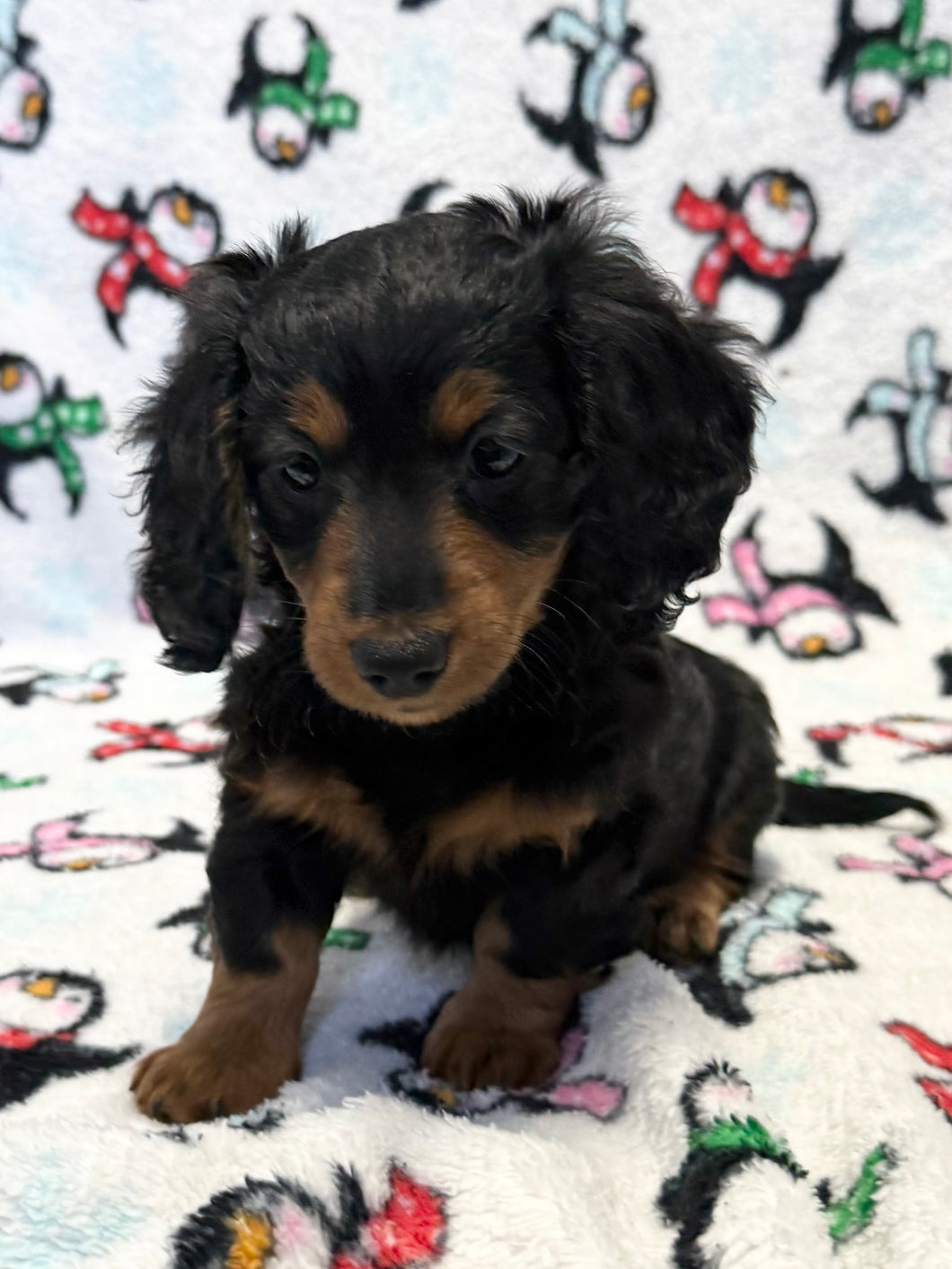 Love💕 Fluffy Mini Dachshund ☀️Female