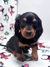 Load image into Gallery viewer, Winston 💕 Mini Dachshund ☀️Male
