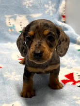 Load image into Gallery viewer, Nicholas 💕 Mini Dachshund 🥂 Male 🎄
