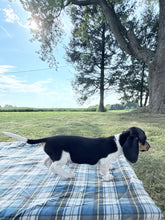 Load image into Gallery viewer, Conrad 💕 Mini Dachshund ☀️Male
