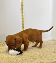 Load image into Gallery viewer, AJ 💕 Mini Dachshund 🥂 Male
